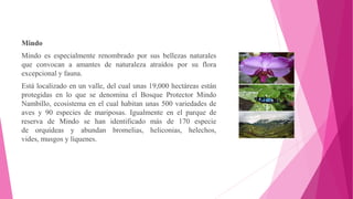 Mindo
Mindo es especialmente renombrado por sus bellezas naturales
que convocan a amantes de naturaleza atraídos por su flora
excepcional y fauna.
Está localizado en un valle, del cual unas 19,000 hectáreas están
protegidas en lo que se denomina el Bosque Protector Mindo
Nambillo, ecosistema en el cual habitan unas 500 variedades de
aves y 90 especies de mariposas. Igualmente en el parque de
reserva de Mindo se han identificado más de 170 especie
de orquídeas y abundan bromelias, heliconias, helechos,
vides, musgos y líquenes.
 