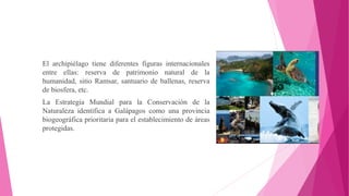 El archipiélago tiene diferentes figuras internacionales
entre ellas: reserva de patrimonio natural de la
humanidad, sitio Ramsar, santuario de ballenas, reserva
de biosfera, etc.
La Estrategia Mundial para la Conservación de la
Naturaleza identifica a Galápagos como una provincia
biogeográfica prioritaria para el establecimiento de áreas
protegidas.
 