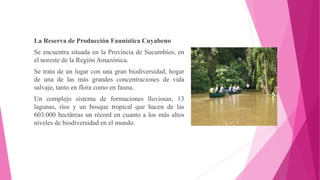 La Reserva de Producción Faunística Cuyabeno
Se encuentra situada en la Provincia de Sucumbíos, en
el noreste de la Región Amazónica.
Se trata de un lugar con una gran biodiversidad, hogar
de una de las más grandes concentraciones de vida
salvaje, tanto en flora como en fauna.
Un complejo sistema de formaciones lluviosas, 13
lagunas, ríos y un bosque tropical que hacen de las
603.000 hectáreas un récord en cuanto a los más altos
niveles de biodiversidad en el mundo.
 
