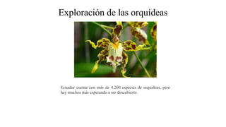 Exploración de las orquídeas
Ecuador cuenta con más de 4.200 especies de orquídeas, pero
hay muchos más esperando a ser de...
