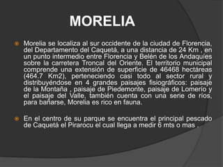 MORELIAMorelia se localiza al sur occidente de la ciudad de Florencia,  del Departamento del Caquetá, a una distancia de 24 Km , en un punto intermedio entre Florencia y Belén de los Andaquíes sobre la carretera Troncal del Oriente. El territorio municipal comprende una extensión de superficie de 46468 hectáreas (464.7 Km2), perteneciendo casi todo al sector rural y distribuyéndose en 4 grandes paisajes fisiográficos: paisaje de la Montaña , paisaje de Piedemonte, paisaje de Lomerío y el paisaje del Valle, también cuenta con una serie de ríos, para bañarse, Morelia es rico en fauna.En el centro de su parque se encuentra el principal pescado de Caquetá el Pirarocu el cual llega a medir 6 mts o mas .