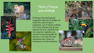 El Parque Nacional Iguazú
resguarda especies en peligro de
extinción como el tigre o
yaguareté, con el mismo cuidado
con el que alberga más de 400
especies de aves, alrededor de
200 especies vegetales, un
mundo inconmensurable de
insectos, y las más diversas
mariposas que suman su
hermosura a la del ambiente.
Flora y Fauna
que protege
 