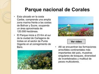 • Esta ubicado en la costa
Caribe, comprende una amplia
zona marina frente a las costas
de Bolívar y Sucre, ocupando
un área aproximada de
120.000 hectáreas.
• El Parque inicia a 23 Km al sur
de la ciudad de Cartagena de
Indias en el sector de Punta
Gigante en el corregimiento de
Barú.
Parque nacional de Corales
Ver video
• Allí se encuentran las formaciones
arrecifales continentales más
importantes del país, muestras
singulares de bosques, diversidad
de invertebrados y multitud de
peces multicolores.
 