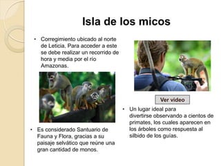 • Corregimiento ubicado al norte
de Leticia. Para acceder a este
se debe realizar un recorrido de
hora y media por el río
Amazonas.
Isla de los micos
• Es considerado Santuario de
Fauna y Flora, gracias a su
paisaje selvático que reúne una
gran cantidad de monos.
• Un lugar ideal para
divertirse observando a cientos de
primates, los cuales aparecen en
los árboles como respuesta al
silbido de los guías.
Ver video
 