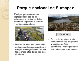 • En el parque se encuentran
representados dos de los
principales ecosistemas de las
montañas tropicales: el páramo
y los bosques andinos.
Parque nacional de Sumapaz
• Es uno de los sitios de alta
montaña más rico en géneros
y especies de flora
colombiana, ya que posee un
gran número de organismos.
• Una de las funciones principales
de los ecosistemas que protege el
Parque es la regulación hídrica de
las cuencas altas de los ríos a su
alrededor.
Ver video
 