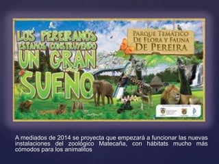 A mediados de 2014 se proyecta que empezará a funcionar las nuevas
instalaciones del zoológico Matecaña, con hábitats mucho más
cómodos para los animalitos
 