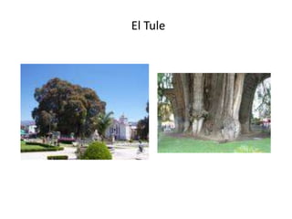 El Tule
 