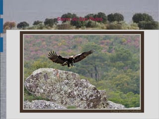 Sierra de San Pedro
 