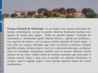 Destinos de turismo ornitológico en Extremadura




Parque Nacional de Monfragüe. Es un destino muy famoso para todos los
turistas ornitológicos, ya que se pueden observar fácilmente muchas aves
rapaces de forma muy segura. Todas las grandes águilas –incluidas las
escasísimas y amenazadas águila imperial ibérica y águila-azor perdicera–,
tres especies de buitres –con la mayor colonia mundial de buitre negro– y
casi todas las rapaces forestales que crían en Europa (culebrera europea,
aguililla calzada, milanos negro y real, etc.) están presentes aquí, en algunos
casos en cantidades ciertamente notables para su escasez habitual, siendo
algunos de sus nidos visibles desde las mismas carreteras que atraviesan el
espacio natural. Junto a estas aves es posible ver, también fácilmente, la
siempre esquiva cigüeña negra y otras muchas especies típicas del monte
mediterráneo.
 