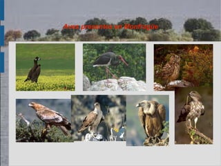 Aves presentes en Monfragüe
 