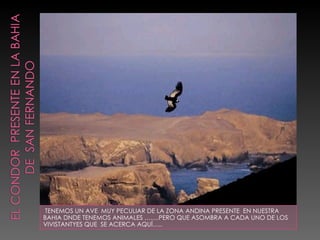 TENEMOS UN AVE MUY PECULIAR DE LA ZONA ANDINA PRESENTE EN NUESTRA
BAHIA DNDE TENEMOS ANIMALES …….PERO QUE ASOMBRA A CADA UNO DE LOS
VIVISTANTYES QUE SE ACERCA AQUÍ…..
 