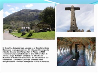 El Cerro Pan de Azúcar está ubicado en el Departamento de
Maldonado en Uruguay con sus 423 mts., es el tercer punto
más alto del país. En el Parque Pan de Azúcar en 1980
comenzó a funcionar la Estación de Cría del Cerro Pan de
Azúcar a cargo de Tabaré González y la Intendencia
Municipal de Maldonado a instancias del intendente de ese
entonces Sr. Curutchet. El principal cometido era la
recuperación en cautiverio de especies en vías de extinción.
 