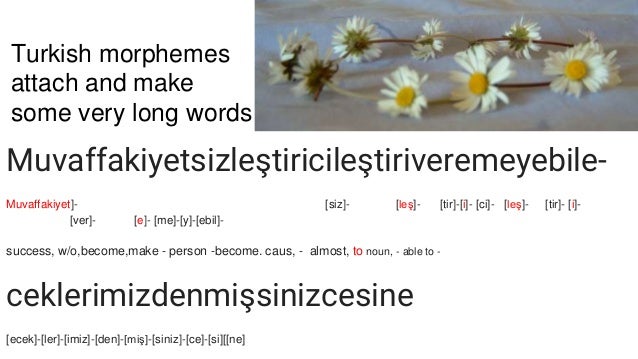 Turkish morphemes
attach and make
some very long words
Muvaffakiyetsizleştiricileştiriveremeyebile-
Muvaffakiyet]- [siz]- [leş]- [tir]-[i]- [ci]- [leş]- [tir]- [i]-
[ver]- [e]- [me]-[y]-[ebil]-
success, w/o,become,make - person -become. caus, - almost, to noun, - able to -
ceklerimizdenmişsinizcesine
[ecek]-[ler]-[imiz]-[den]-[miş]-[siniz]-[ce]-[si][[ne]
 