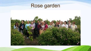 Rose garden
 