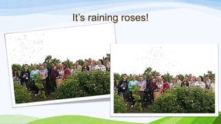 It’s raining roses!
 