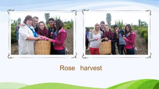 Rose harvest
 
