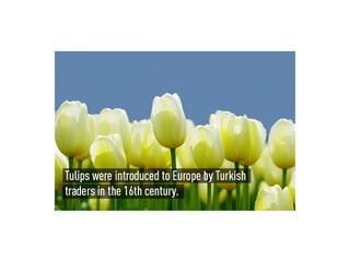 INTERESTING FACTS ABOUT Turkey