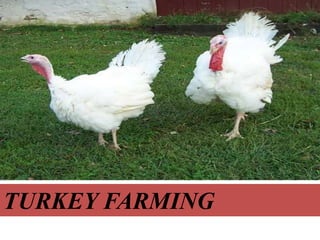 TURKEY FARMING
 