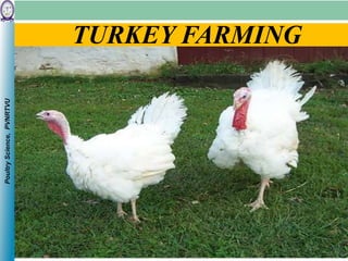 PoultryScience,PVNRTVU
TURKEY FARMING
 