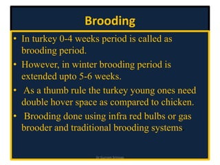 Brooding
• In turkey 0-4 weeks period is called as
brooding period.
• However, in winter brooding period is
extended upto 5-6 weeks.
• As a thumb rule the turkey young ones need
double hover space as compared to chicken.
• Brooding done using infra red bulbs or gas
brooder and traditional brooding systems.
Dr Gurram Srinivas
 