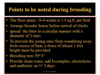 Points to be noted during brooding
• The floor space - 0-4 weeks is 1.5 sq.ft. per bird.
• Arrange brooder house before arrival of chicks
• spread the litter in a circular manner with a
diameter of 2 mtrs.
• To prevent the young ones from wandering away
from source of heat, a fence of atleast 1 feet
height must be provided
• Brooding tem: 95o F
• Provide clean water, add b-complex, electrolytes
and antibiotic on 1st 3 days
Dr Gurram Srinivas
 