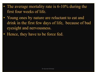 • The average mortality rate is 6-10% during the
first four weeks of life.
• Young ones by nature are reluctant to eat and
drink in the first few days of life, because of bad
eyesight and nervousness.
• Hence, they have to be force fed.
Dr Gurram Srinivas
 