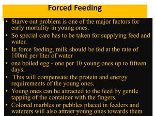 Forced Feeding
• Starve out problem is one of the major factors for
early mortality in young ones.
• So special care has to be taken for supplying feed and
water.
• In force feeding, milk should be fed at the rate of
100ml per liter of water
• one boiled egg - one per 10 young ones up to fifteen
days.
• This will compensate the protein and energy
requirements of the young ones.
• Young ones can be attracted to the feed by gentle
tapping of the container with the fingers.
• Colored marbles or pebbles placed in feeders and
waterers will also attract young ones towards themDr Gurram Srinivas
 