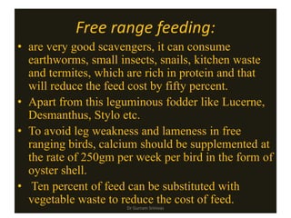 Free range feeding:
• are very good scavengers, it can consume
earthworms, small insects, snails, kitchen waste
and termites, which are rich in protein and that
will reduce the feed cost by fifty percent.
• Apart from this leguminous fodder like Lucerne,
Desmanthus, Stylo etc.
• To avoid leg weakness and lameness in free
ranging birds, calcium should be supplemented at
the rate of 250gm per week per bird in the form of
oyster shell.
• Ten percent of feed can be substituted with
vegetable waste to reduce the cost of feed.
Dr Gurram Srinivas
 
