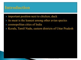  important position next to chicken, duck
 its meat is the leanest among other avian species
 cosmopolitan cities of India
 Kerala, Tamil Nadu, eastern districts of Uttar Pradesh
Dr Gurram Srinivas
 