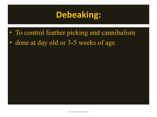 Debeaking:
• To control feather picking and cannibalism
• done at day old or 3-5 weeks of age
Dr Gurram Srinivas
 