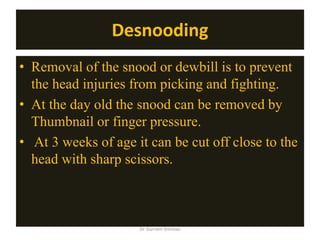 Desnooding
• Removal of the snood or dewbill is to prevent
the head injuries from picking and fighting.
• At the day old the snood can be removed by
Thumbnail or finger pressure.
• At 3 weeks of age it can be cut off close to the
head with sharp scissors.
Dr Gurram Srinivas
 