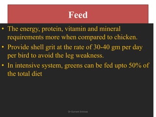 Feed
• The energy, protein, vitamin and mineral
requirements more when compared to chicken.
• Provide shell grit at the rate of 30-40 gm per day
per bird to avoid the leg weakness.
• In intensive system, greens can be fed upto 50% of
the total diet
Dr Gurram Srinivas
 