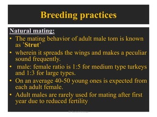 Breeding practices
Natural mating:
• The mating behavior of adult male tom is known
as ’Strut’
• wherein it spreads the wings and makes a peculiar
sound frequently.
• male: female ratio is 1:5 for medium type turkeys
and 1:3 for large types.
• On an average 40-50 young ones is expected from
each adult female.
• Adult males are rarely used for mating after first
year due to reduced fertility
Dr Gurram Srinivas
 