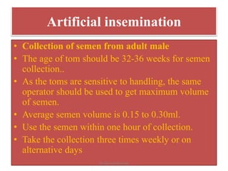 Artificial insemination
• Collection of semen from adult male
• The age of tom should be 32-36 weeks for semen
collection..
• As the toms are sensitive to handling, the same
operator should be used to get maximum volume
of semen.
• Average semen volume is 0.15 to 0.30ml.
• Use the semen within one hour of collection.
• Take the collection three times weekly or on
alternative days
Dr Gurram Srinivas
 