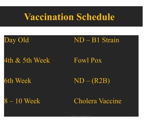 Vaccination Schedule
Day Old ND – B1 Strain
4th & 5th Week Fowl Pox
6th Week ND – (R2B)
8 – 10 Week Cholera Vaccine
Dr Gurram Srinivas
 