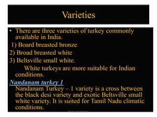 Varieties
• There are three varieties of turkey commonly
available in India.
1) Board breasted bronze
2) Broad breasted white
3) Beltsville small white.
White turkeys are more suitable for Indian
conditions.
Nandanam turkey 1
Nandanam Turkey – 1 variety is a cross between
the black desi variety and exotic Beltsville small
white variety. It is suited for Tamil Nadu climatic
conditions. Dr Gurram Srinivas
 