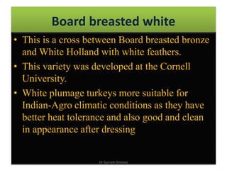 Board breasted white
• This is a cross between Board breasted bronze
and White Holland with white feathers.
• This variety was developed at the Cornell
University.
• White plumage turkeys more suitable for
Indian-Agro climatic conditions as they have
better heat tolerance and also good and clean
in appearance after dressing
Dr Gurram Srinivas
 
