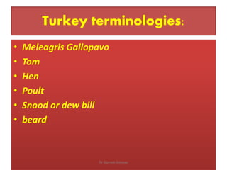 Turkey terminologies:
• Meleagris Gallopavo
• Tom
• Hen
• Poult
• Snood or dew bill
• beard
Dr Gurram Srinivas
 