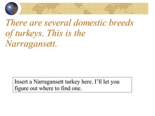 There are several domestic breeds of turkeys. This is the Narragansett. Insert a Narragansett turkey here. I’ll let you figure out where to find one.  