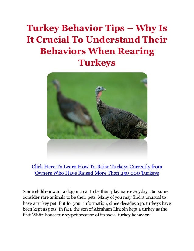 Turkey Behavior Tips Why Is It Crucial To Understand Their Behavior…