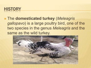 Turkey farming | PPTX
