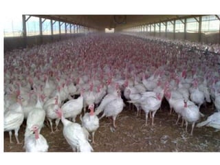 turkey farming.pptx