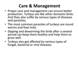 Care & Management
• Proper care and management can ensure better
production. Turkeys are like other domestic birds.
And they also suffer by various types of diseases
and parasites.
• The most common parasites of turkeys are round
worms and fowl mite.
• Dipping and deworming the birds after a several
period can keep them healthy and help them to
grow well.
• Turkeys also get affected by various types of
fungal, bacterial or viral diseases.
 