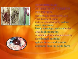 HEMORRHAGIC
ENTERITIS OF TURKEYS
DEFINITION
Hemorrhagic enteritis (HE) is a
viral disease of young
turkeys characterized by sudden
onset, depression,
bloody droppings, and variable but
often high mortality.
A subclinical form characterized by
an enlarged, mottled
spleen occurs and is more
common than the acute form
 