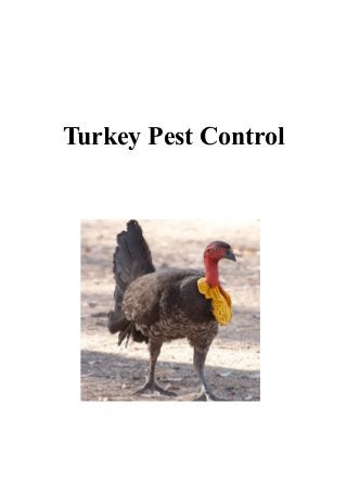 Turkey Pest Control

 