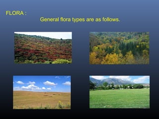 FLORA :
General flora types are as follows.
 