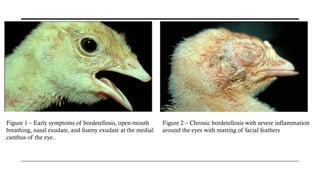 TURKEYS – COMMON DISEASES AND THEIR MANAGEMENT[1].pptx
