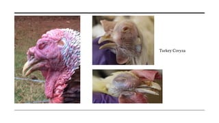 TURKEYS – COMMON DISEASES AND THEIR MANAGEMENT[1].pptx