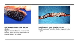 TURKEYS – COMMON DISEASES AND THEIR MANAGEMENT[1].pptx
