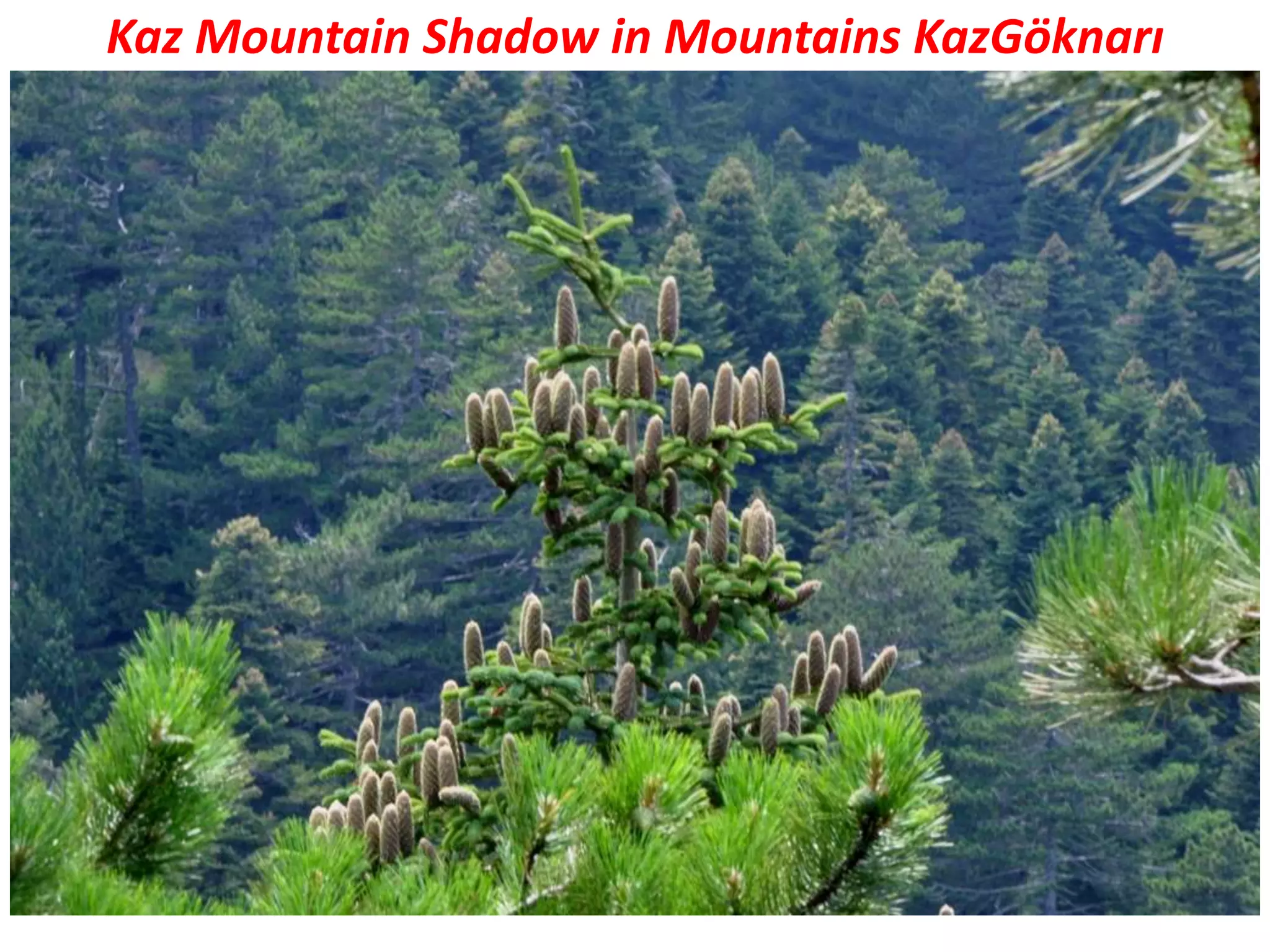 Kaz Mountain Shadow in Mountains KazGöknarı
 